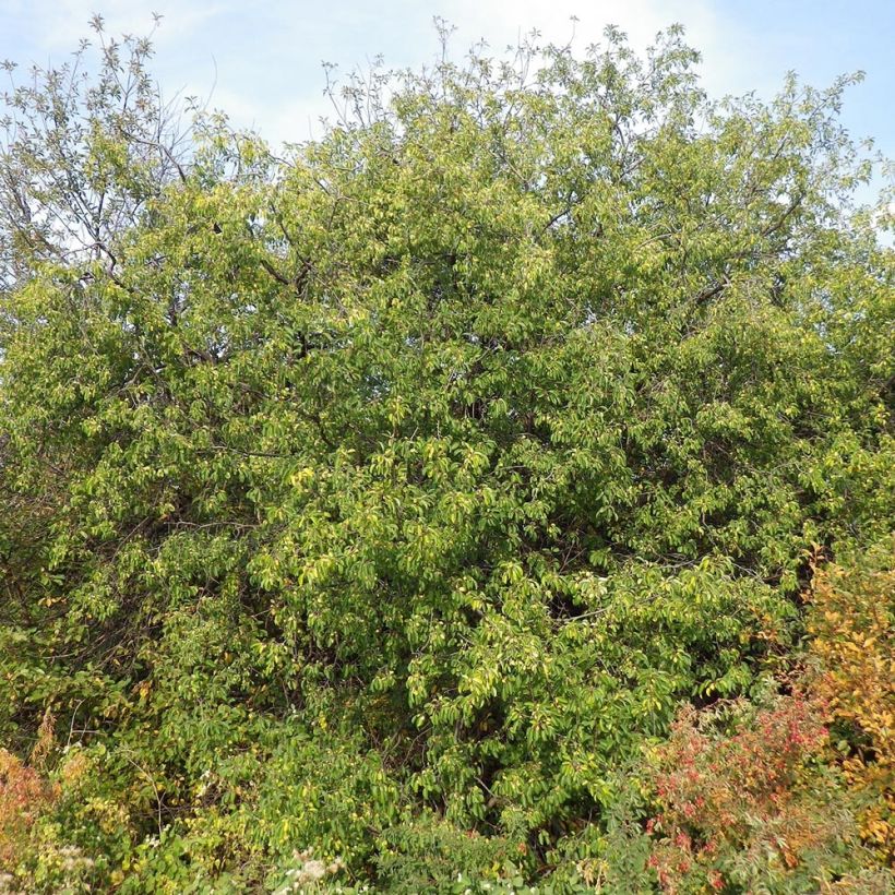 Orapaatsama - Rhamnus catharticus (Kasvutapa)