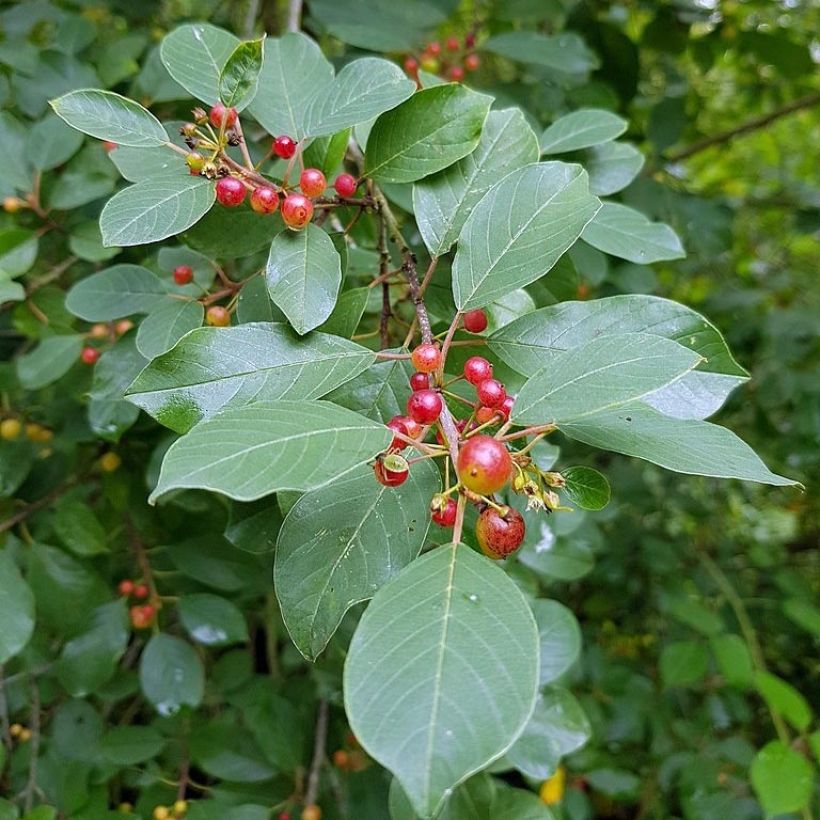 Korpipaatsama - Rhamnus frangula (Lehvistö)