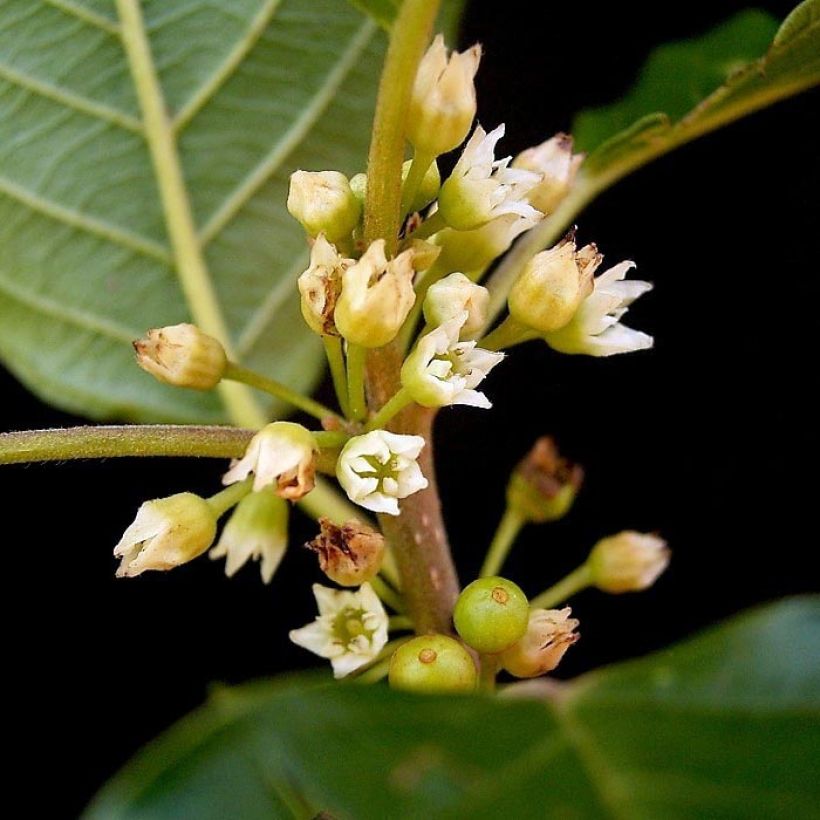 Korpipaatsama - Rhamnus frangula (Kukinta)