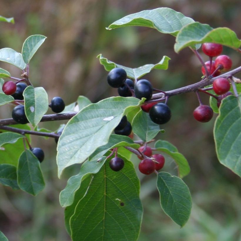 Korpipaatsama - Rhamnus frangula (Sadonkorjuu)