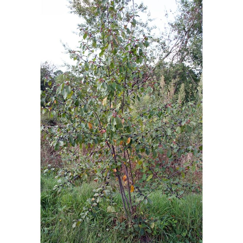Korpipaatsama - Rhamnus frangula (Kasvutapa)
