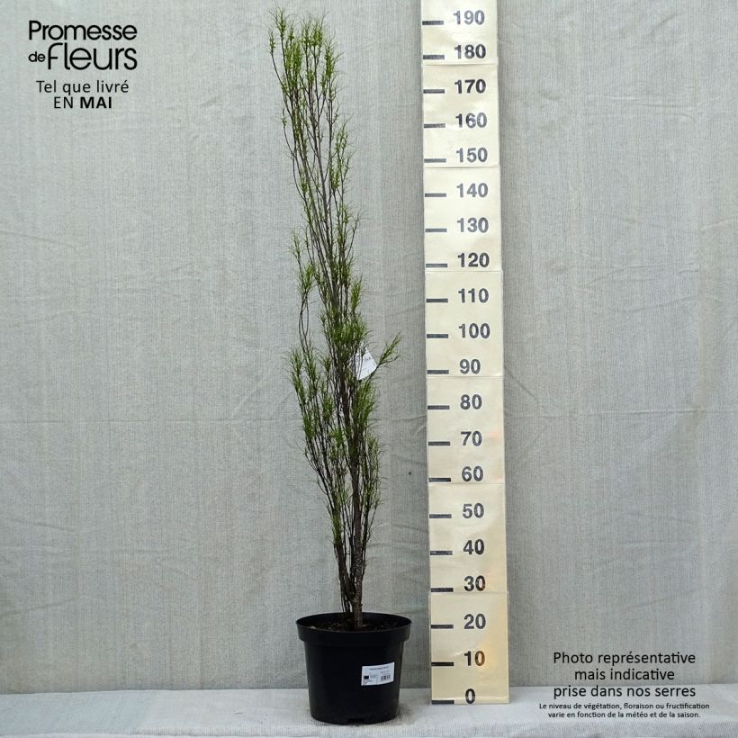 Esimerkki keväällä toimitetusta Korpipaatsama Fine Line 'Ron Williams Pot de 12L/15L-taimesta