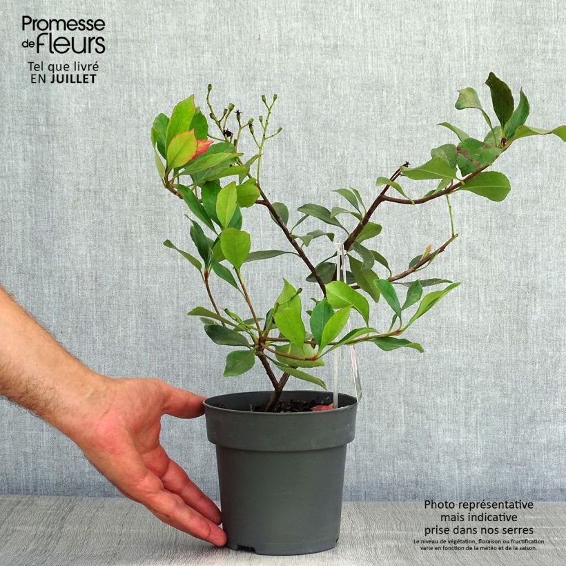 Esimerkki kesällä toimitetusta Rhaphiolepis indica Pink Cloud Ruukku 1,5L / 2L-taimesta