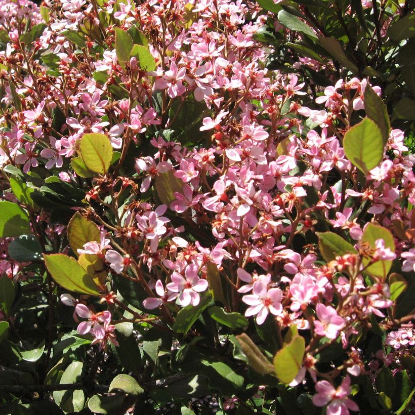 Rhaphiolepis indica Spring Time (Kukinta)