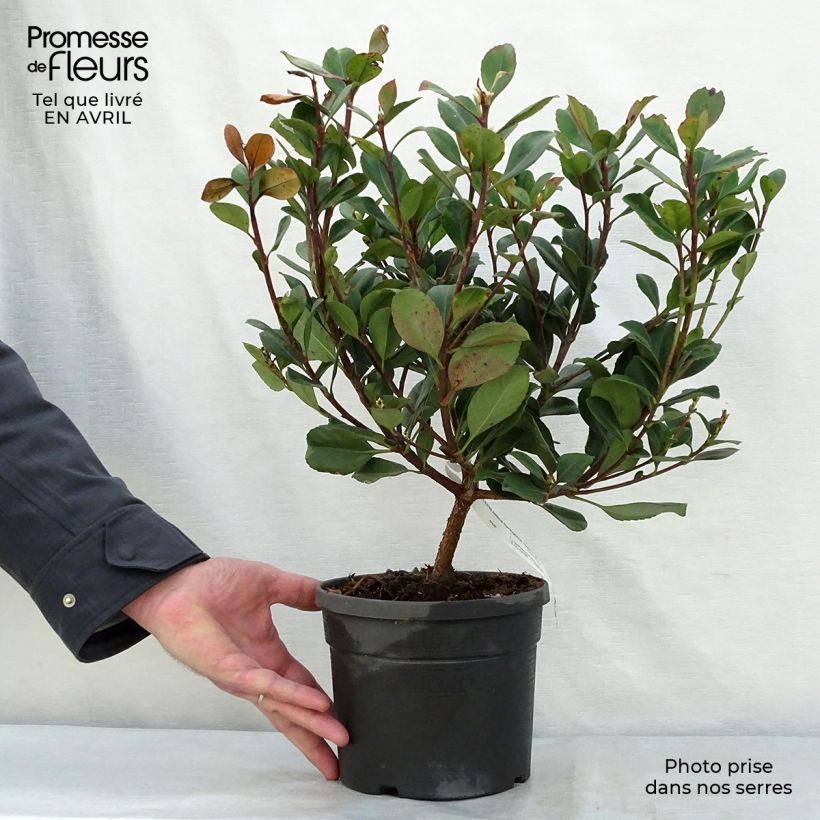 Esimerkki keväällä toimitetusta Rhaphiolepis indica Spring Time Pot de 3L/4L-taimesta