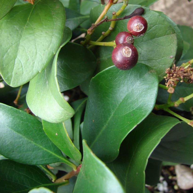 Rhaphiolepis delacourii Coates Crimson (Lehvistö)