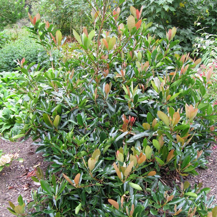 Rhaphiolepis umbellata (Kasvutapa)