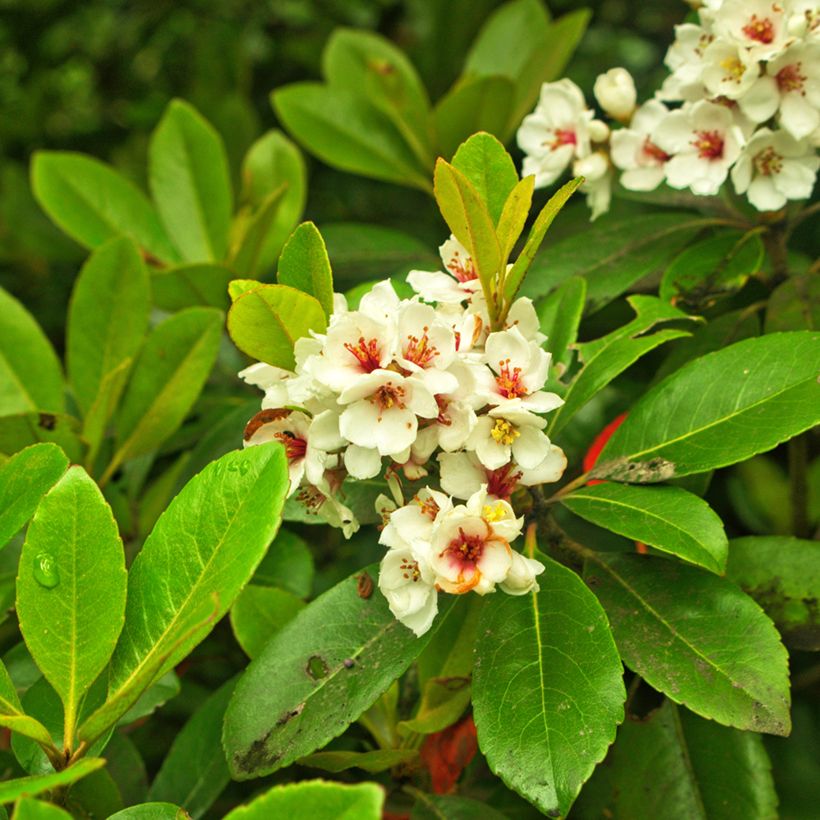 Rhaphiolepis umbellata Minor (Kukinta)