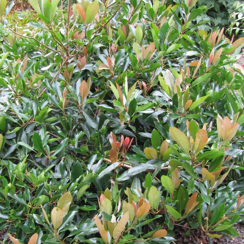 Rhaphiolepis umbellata Ovata (Lehvistö)