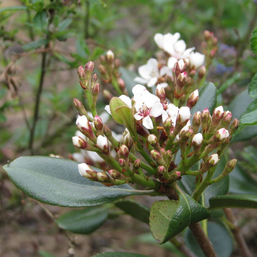 Rhaphiolepis umbellata Ovata (Kukinta)