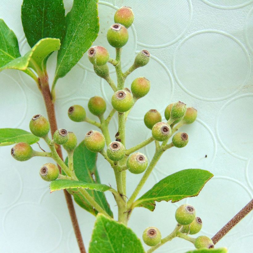 Rhaphiolepis umbellata Ovata (Sadonkorjuu)