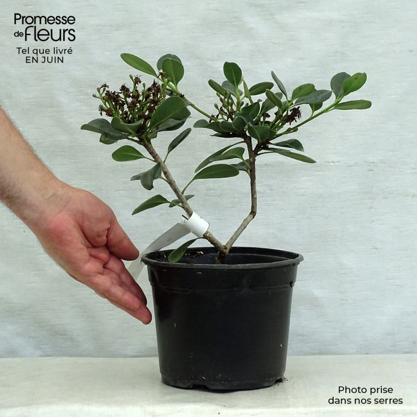 Esimerkki kesällä toimitetusta Rhaphiolepis umbellata Ovata Pot de 2L/3L-taimesta