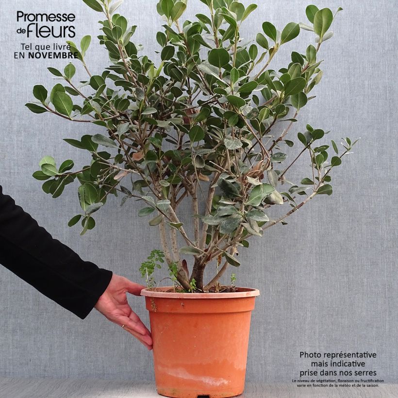 Esimerkki syksyllä toimitetusta Rhaphiolepis umbellata Ovata 7,5 litran / 10 litran ruukku-taimesta