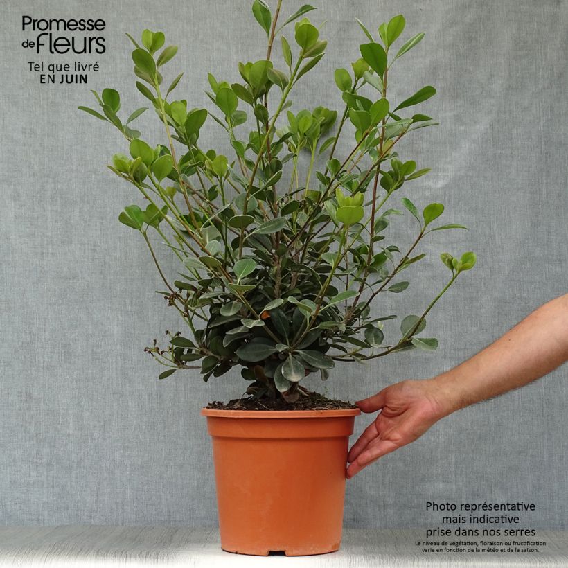 Esimerkki kesällä toimitetusta Rhaphiolepis umbellata Ovata Pot de 7,5L/10L-taimesta