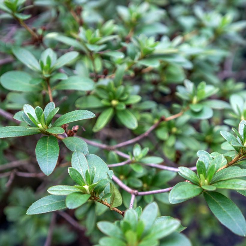 Rhaphiolepis umbellata (Lehvistö)