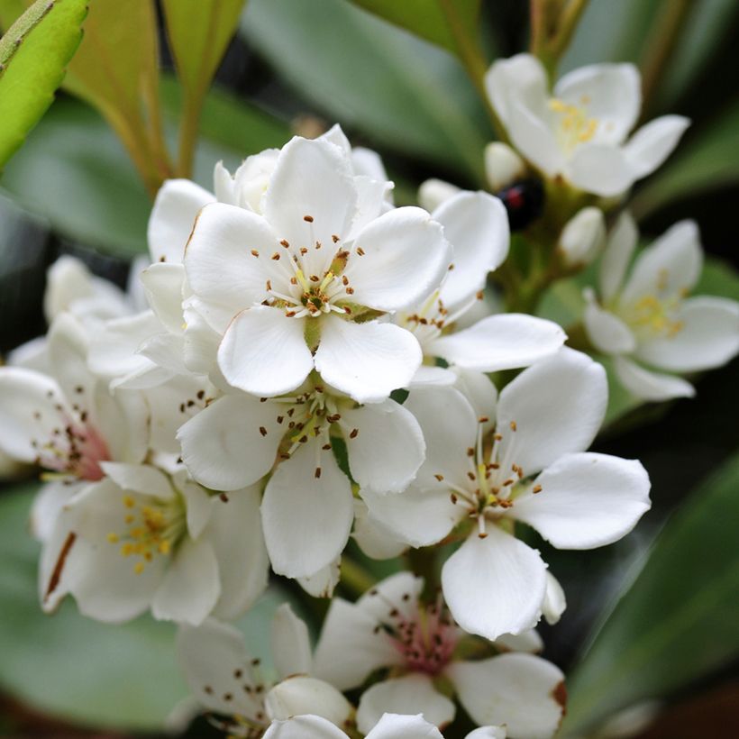 Rhaphiolepis umbellata (Kukinta)