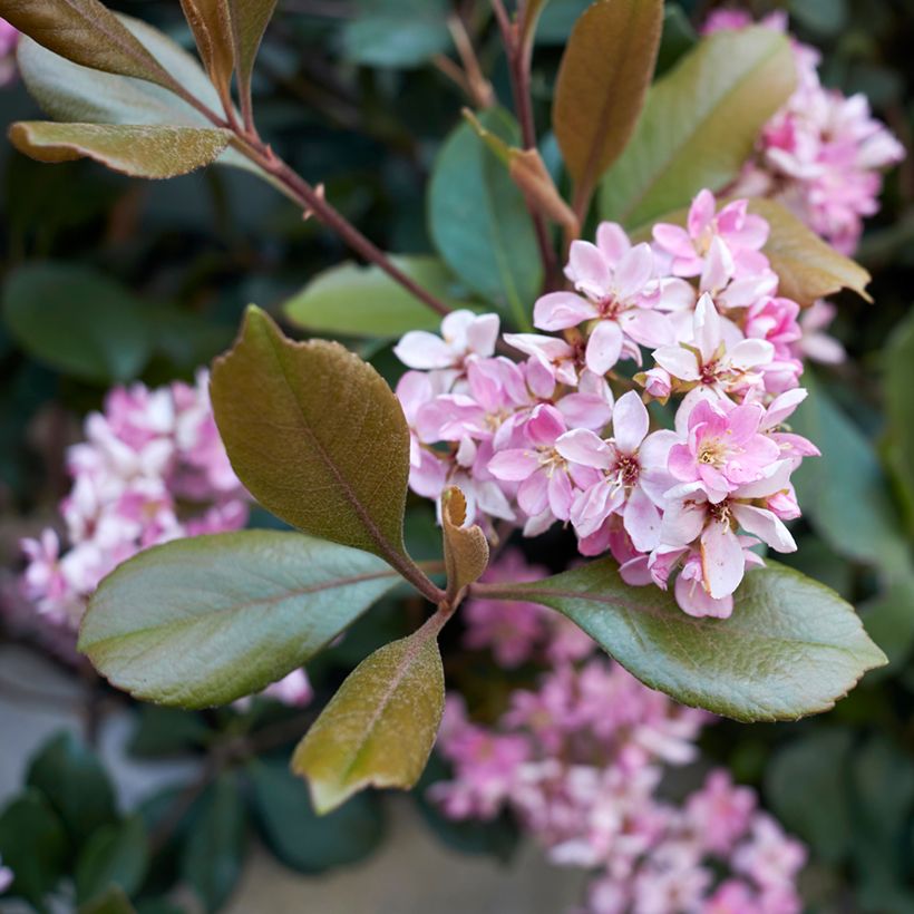 Rhaphiolepis indica Pink Cloud (Kukinta)