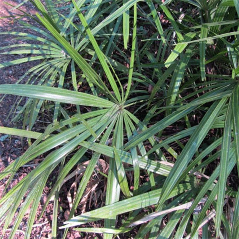 Rhapidophyllum hystrix (Lehvistö)