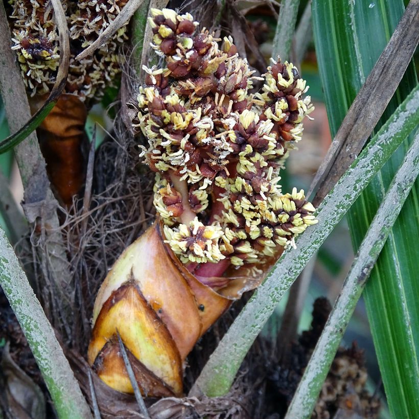 Rhapidophyllum hystrix (Kukinta)