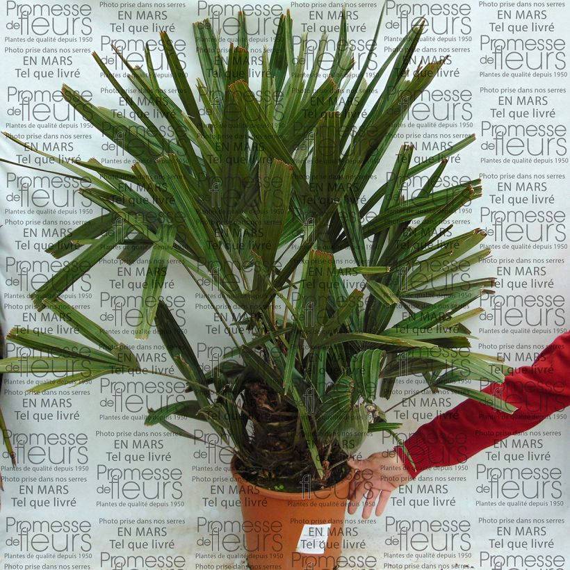 Esimerkki toimitetusta Rhapidophyllum hystrix Pot de 7,5L/10L-taimesta