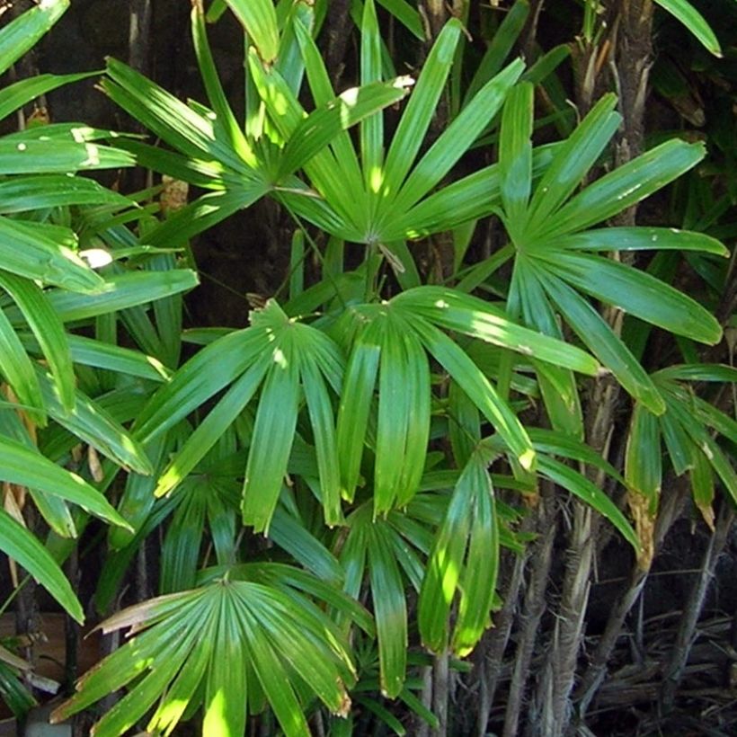 Japaninpensaspalmu - Rhapis excelsa (Lehvistö)