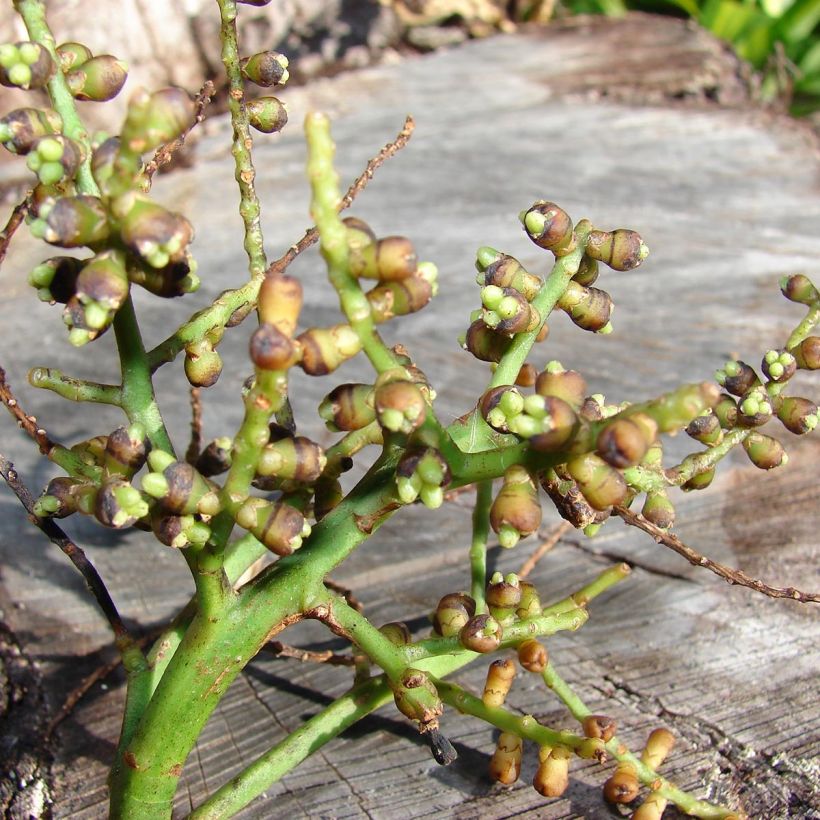 Japaninpensaspalmu - Rhapis excelsa (Sadonkorjuu)