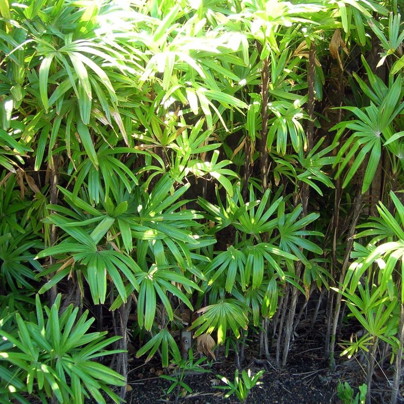 Japaninpensaspalmu - Rhapis excelsa (Kasvutapa)