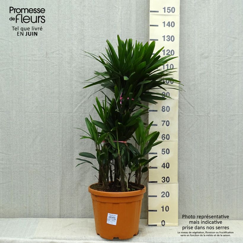 Esimerkki kesällä toimitetusta Japaninpensaspalmu - Rhapis excelsa Pot de 7,5L/10L-taimesta