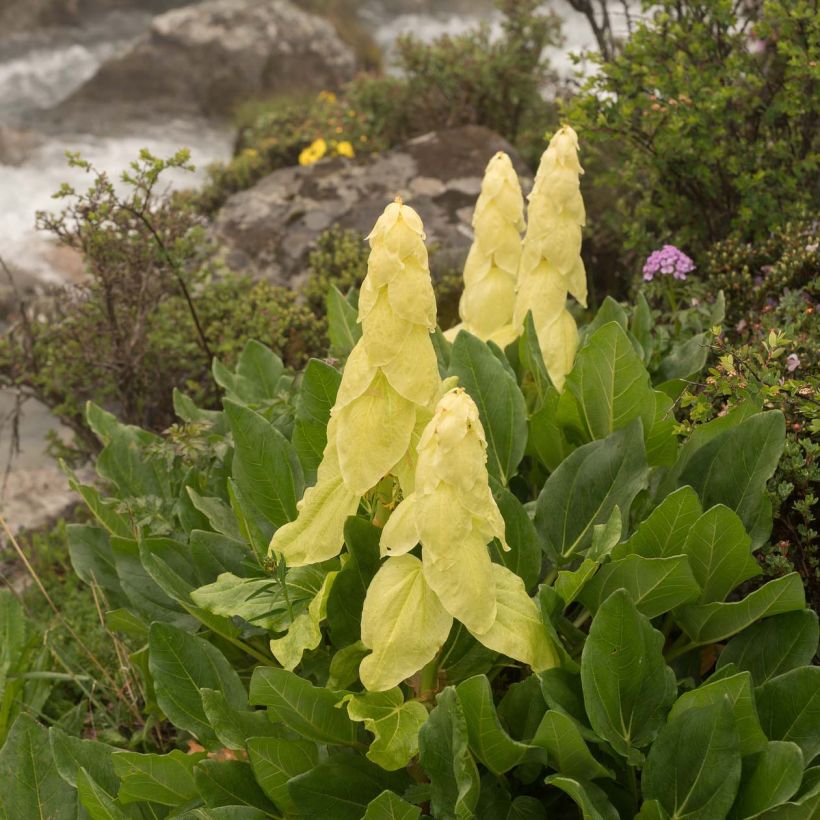 Keisarinnanraparperi - Rheum alexandrae (Kukinta)