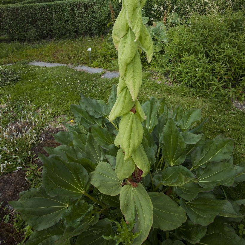 Keisarinnanraparperi - Rheum alexandrae (Kasvutapa)