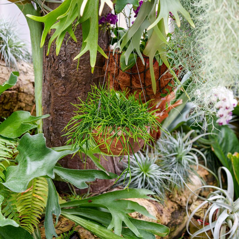 Hiuskorallikaktus - Rhipsalis baccifera (Kasvutapa)