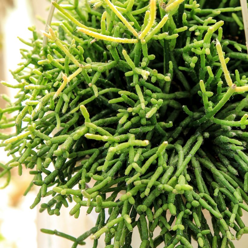 Mistelikorallikaktus - Rhipsalis cereuscula (Lehvistö)