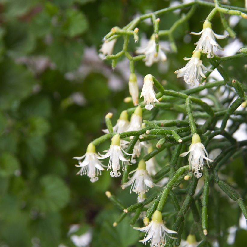 Mistelikorallikaktus - Rhipsalis cereuscula (Kukinta)