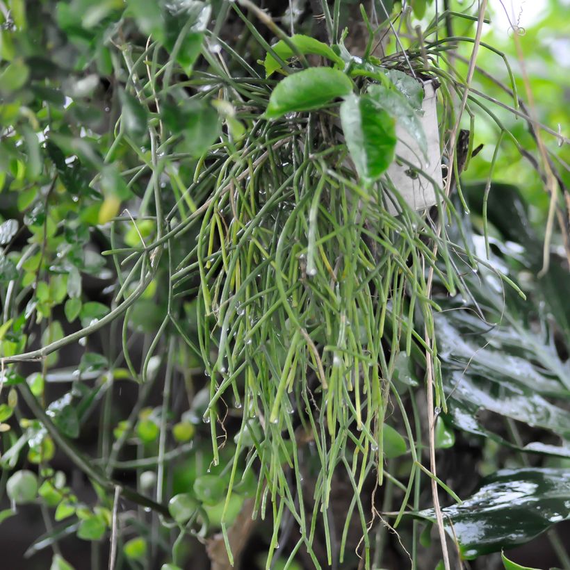 Mistelikorallikaktus - Rhipsalis cereuscula (Kasvutapa)