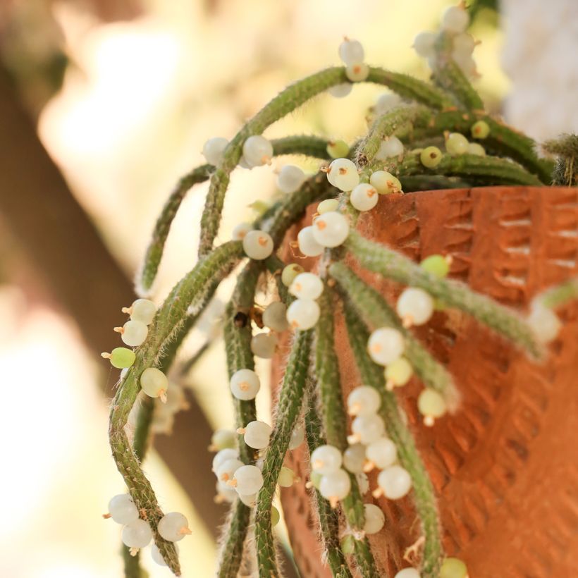 Korallikaktus - Rhipsalis baccifera subsp. horrida (Sadonkorjuu)