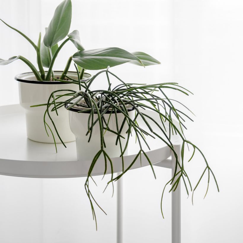 Hiuskorallikaktus - Rhipsalis cassutha (Kasvutapa)