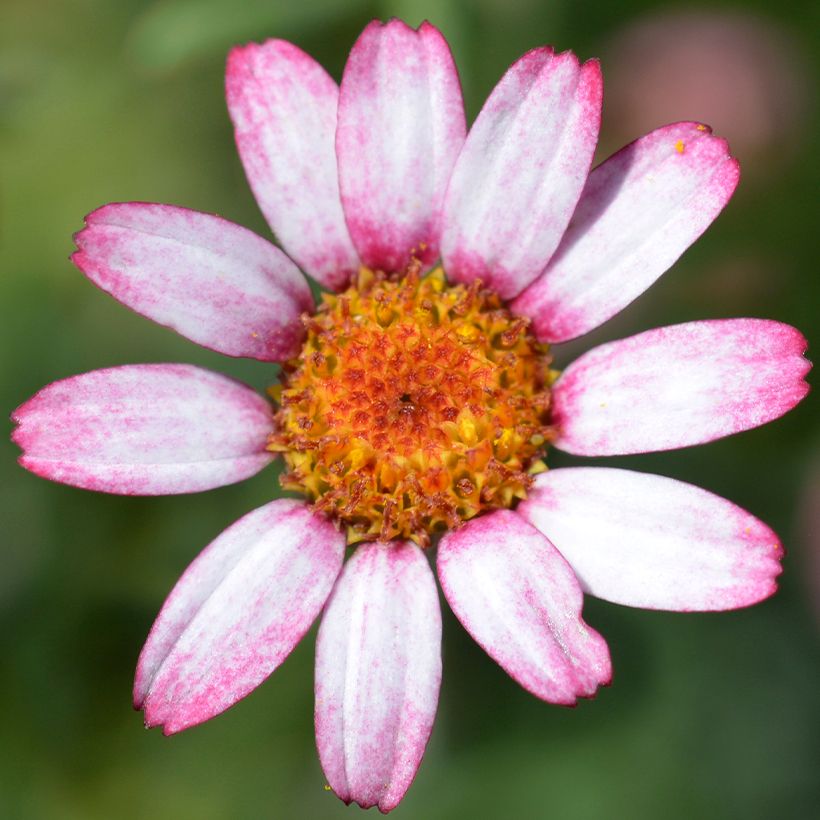 Rhodanthemum hosmariense Marrakesh (Kukinta)