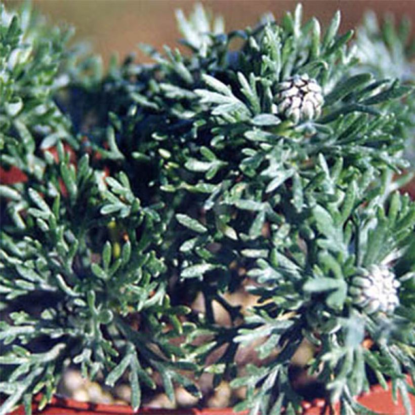 Rhodanthemum hosmariense African Rose (Lehvistö)