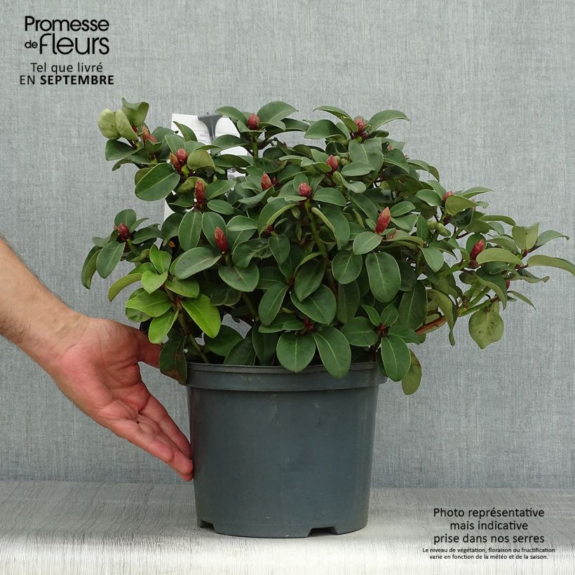 Esimerkki syksyllä toimitetusta Rhododendron williamsianum Gartendirektor Glocker Pot de 4L/5L-taimesta