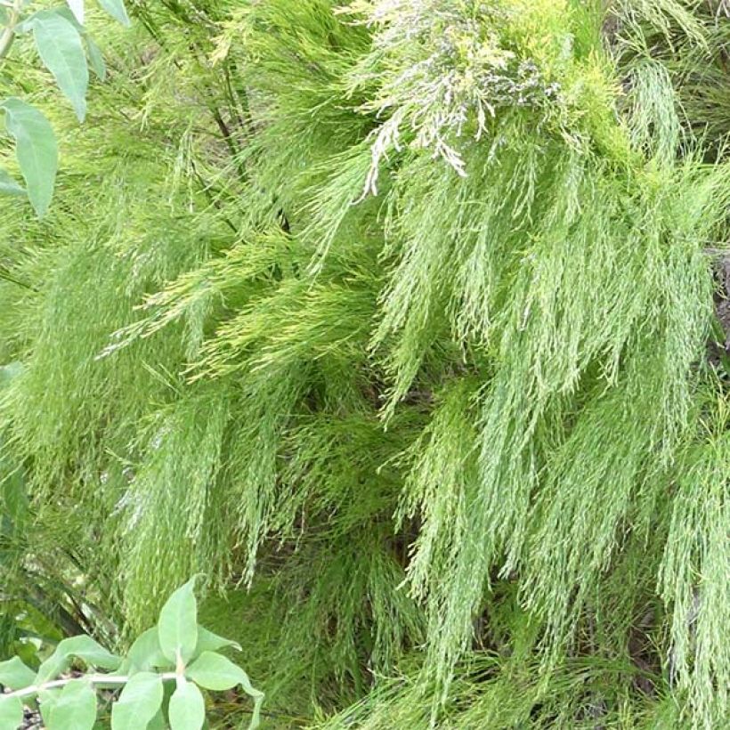 Rhodocoma capensis (Lehvistö)
