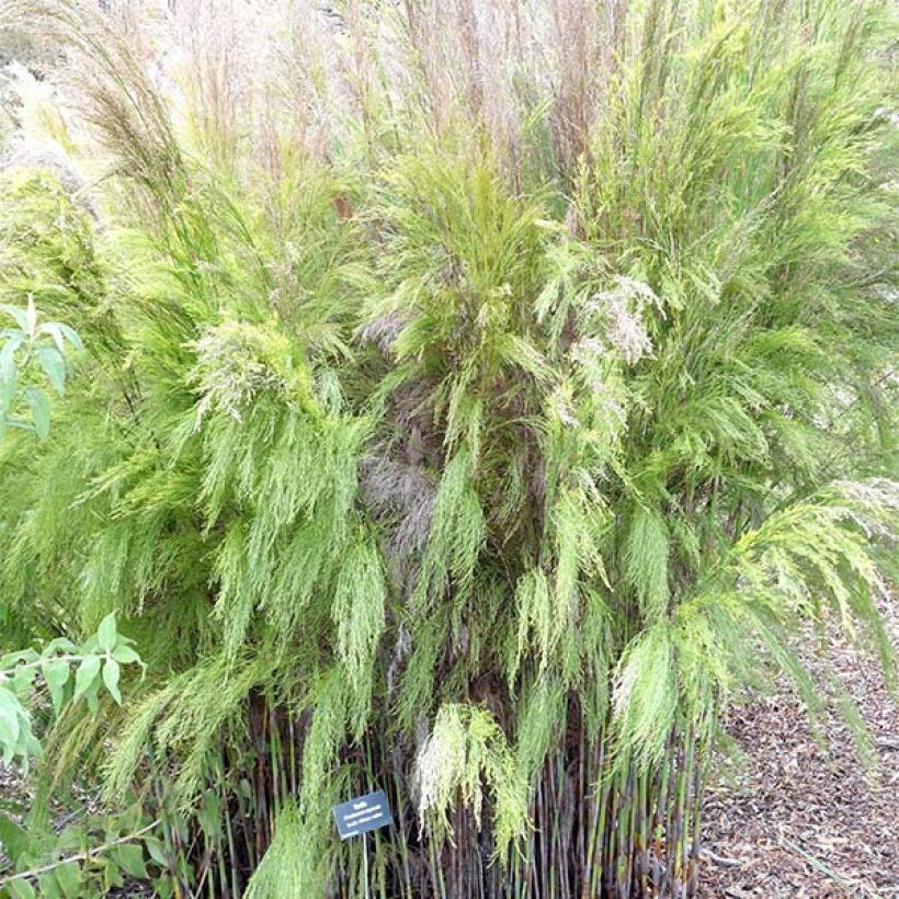 Rhodocoma capensis (Kasvutapa)