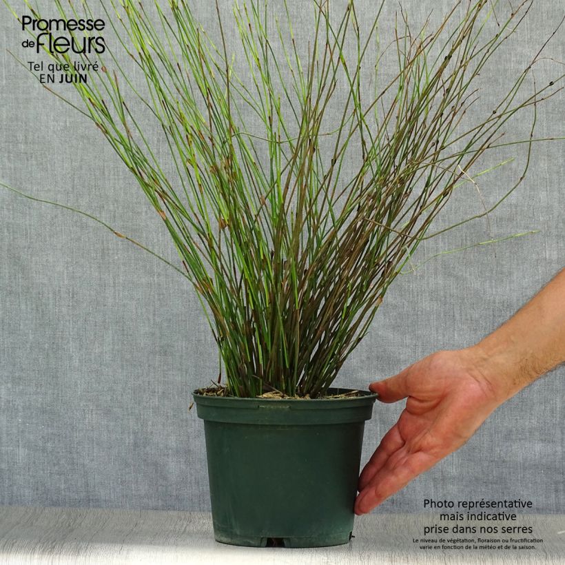 Esimerkki kesällä toimitetusta Rhodocoma capensis Ruukku 2L / 3L-taimesta