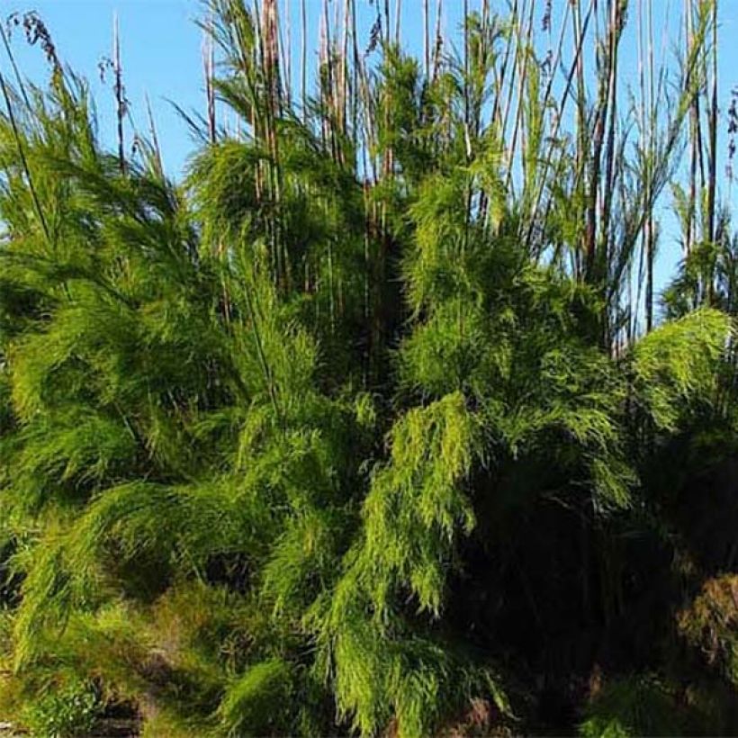Rhodocoma gigantea (Lehvistö)