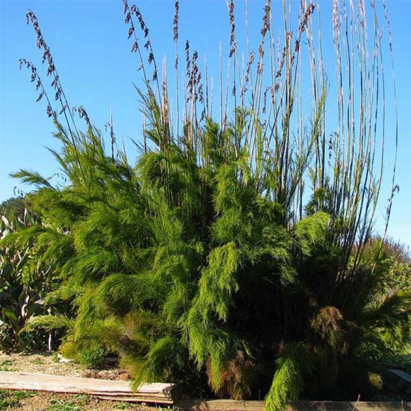 Rhodocoma gigantea (Kasvutapa)