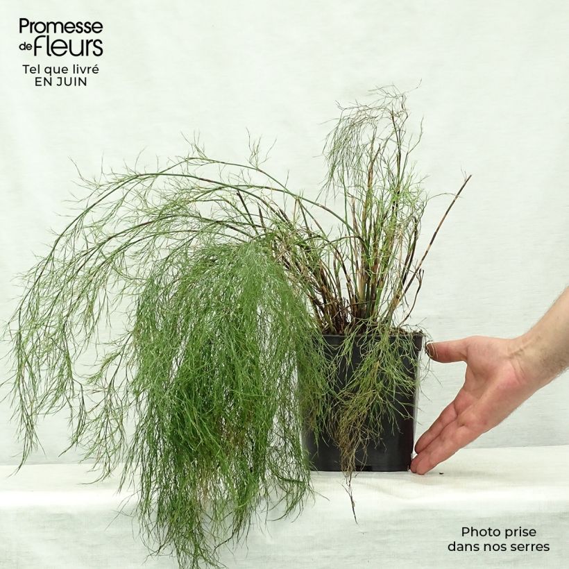 Esimerkki kesällä toimitetusta Rhodocoma gigantea Pot de 2L/3L-taimesta