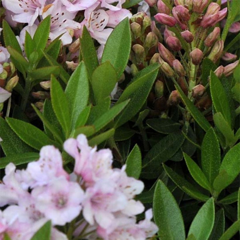 Alppiruusu INKARHO Bloombux (Lehvistö)