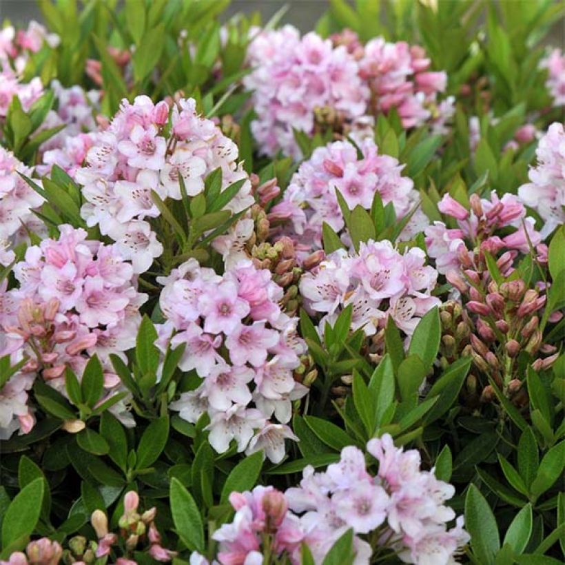 Alppiruusu INKARHO Bloombux (Kukinta)