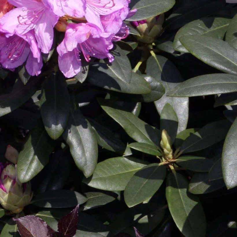 Puistoalppiruusu Grandiflorum (Lehvistö)
