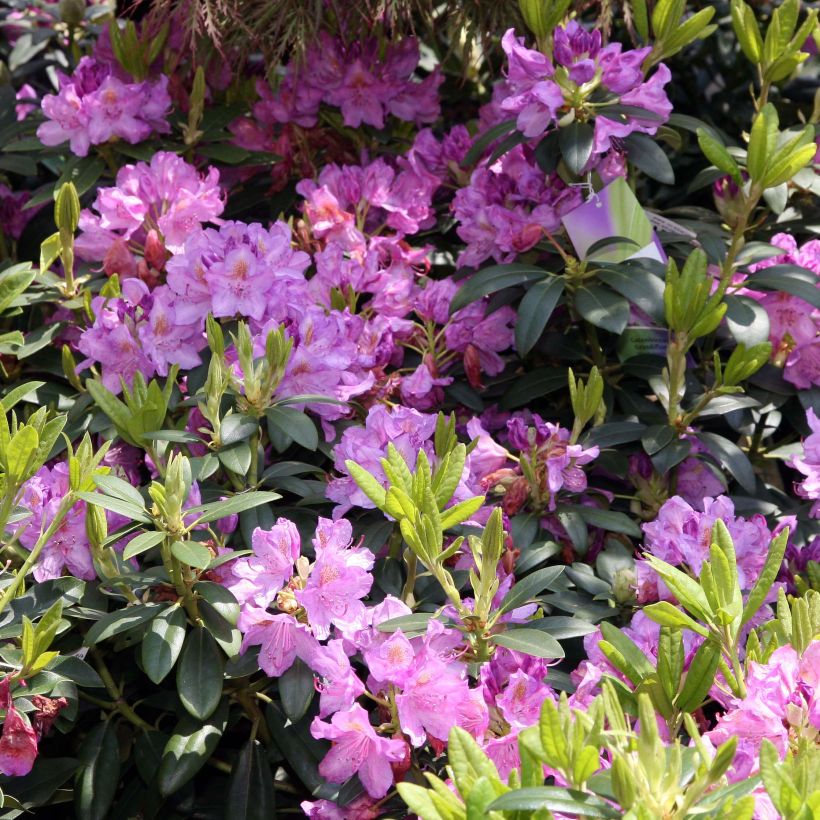 Puistoalppiruusu Grandiflorum (Kukinta)