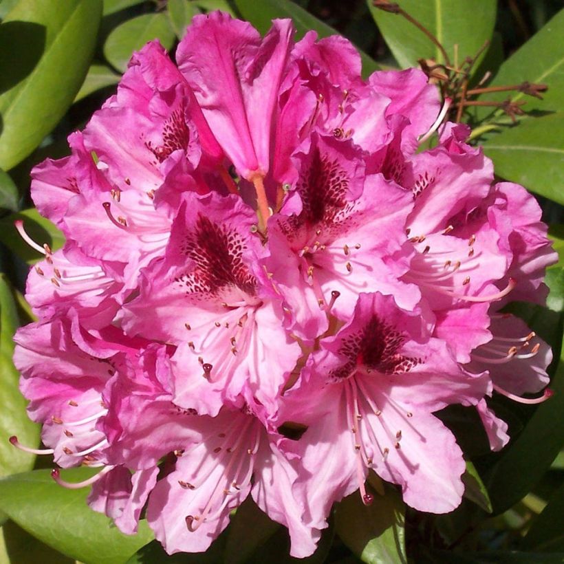 Alppiruusu Cosmopolitan (Kukinta)